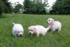 Golden Retriever Babys in bestes Endzuhause abzugeben