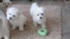 Malteserwelpen, reinrassig,
