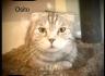 Scottish Fold Kater 9 Monate