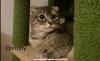 Scottish Fold Katze weiblich 9 Monate