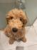 Labradoodle/Goldendoodle medium